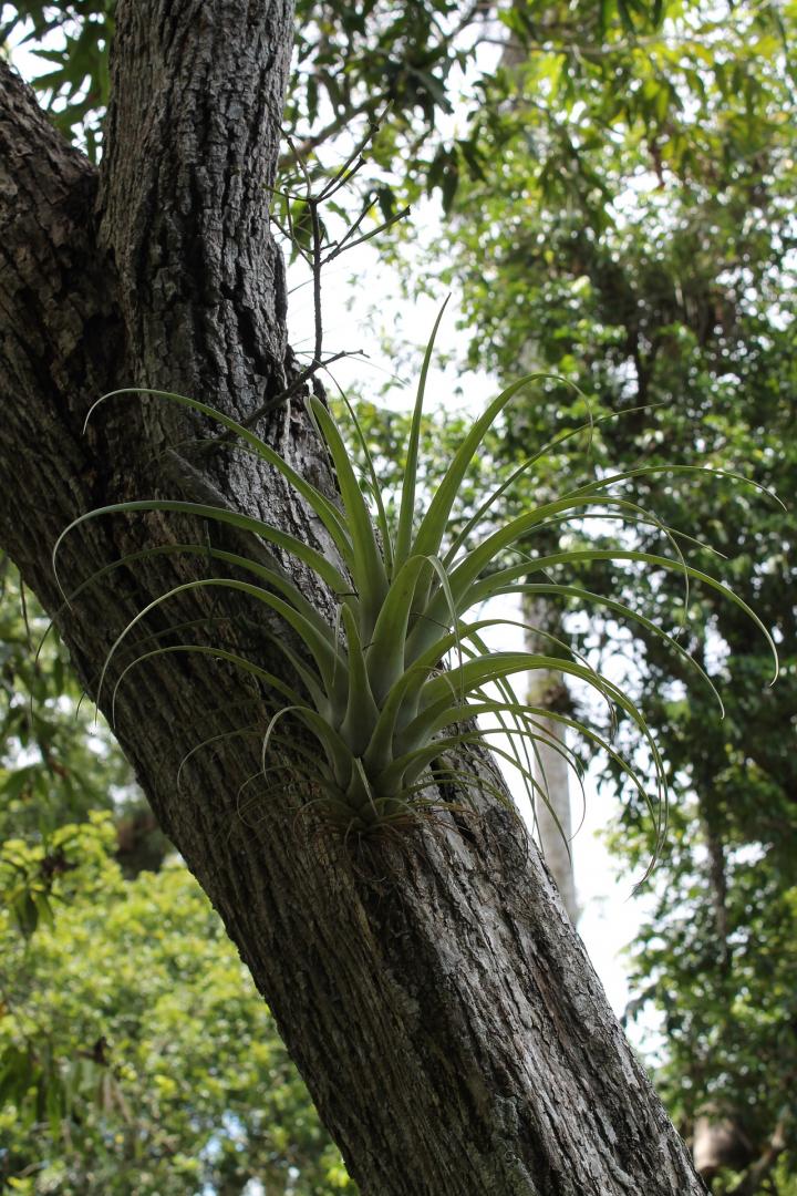 How To Grow Air Plants The Easiest Plants To Care For how-to-grow-air-plants-the-easiest-plants-to-care-for